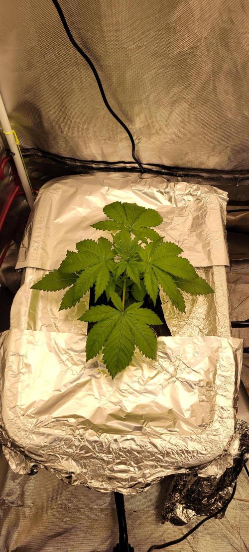 Tent 3. Week 2 - Coughing cookies or cookie cough 