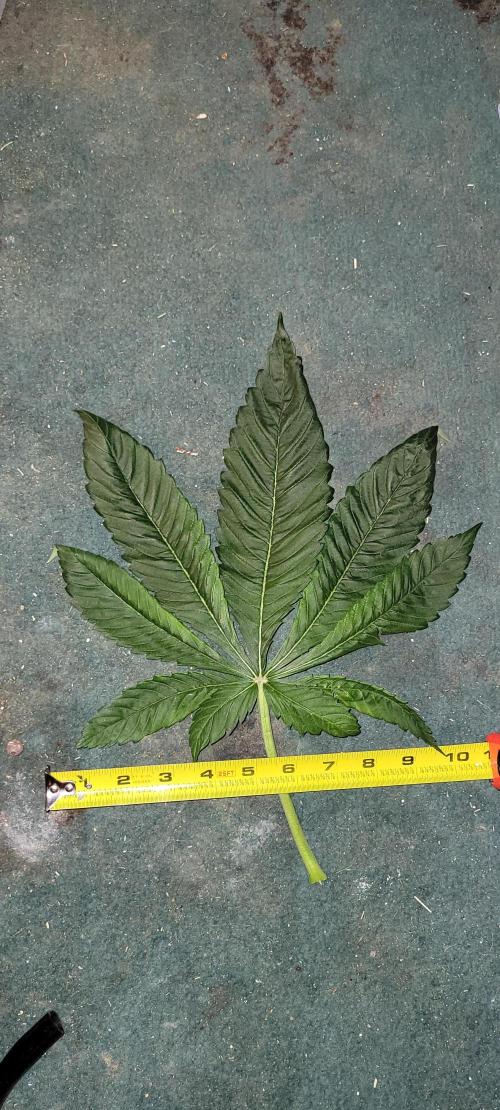 Critical and northern lights. Week 7