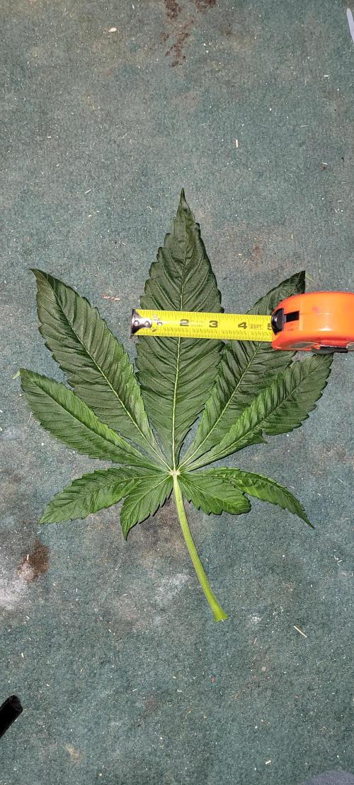 Critical and northern lights. Week 7