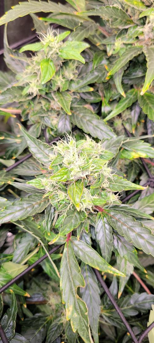 Bubblegum auto. Week 8