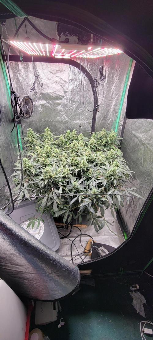 Bubblegum auto. Week 8