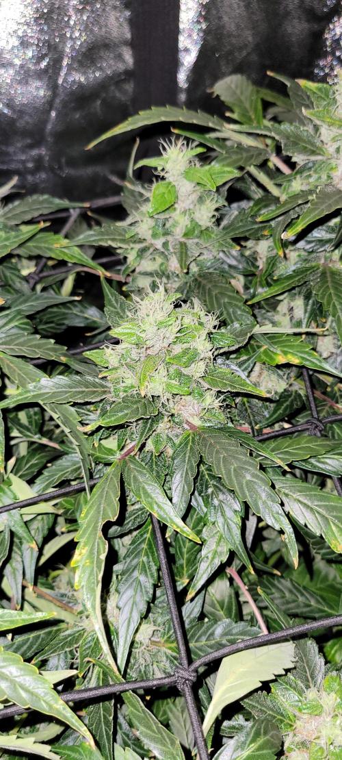 Bubblegum auto. Week 8