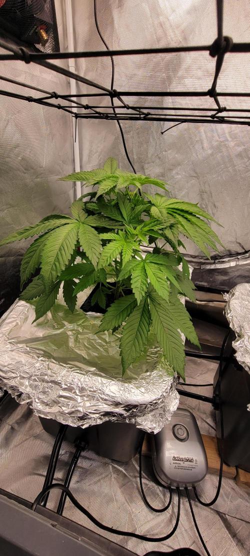 Tent 3. Week 4