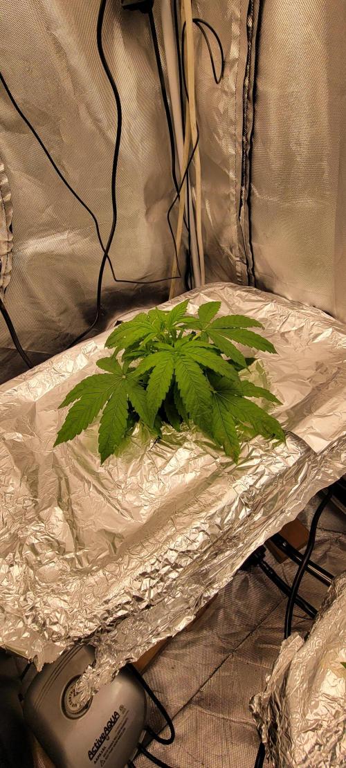 Tent 3. Week 4