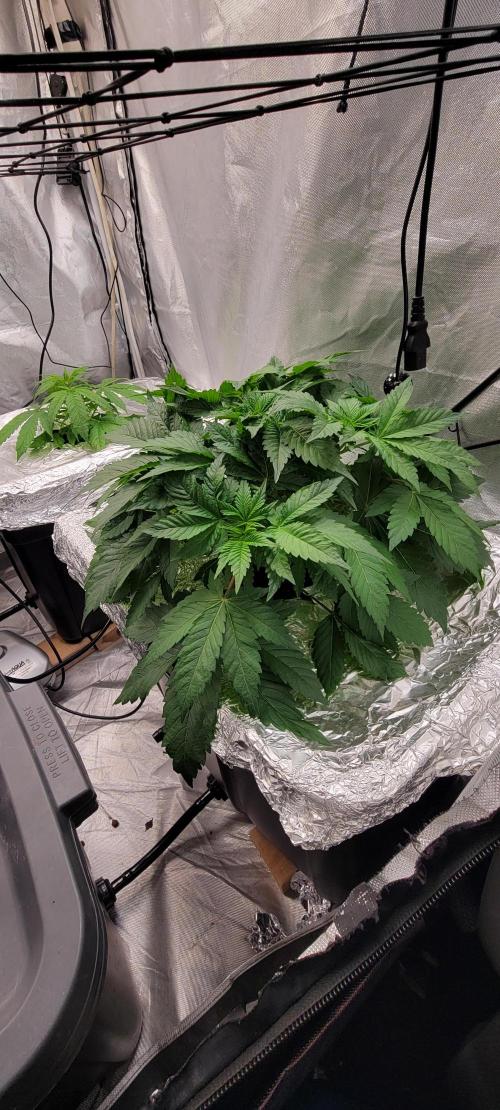 Tent 3. Week 4