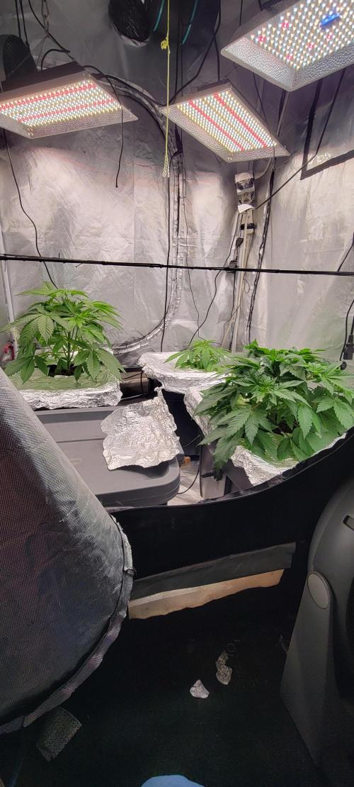Tent 3. Week 4
