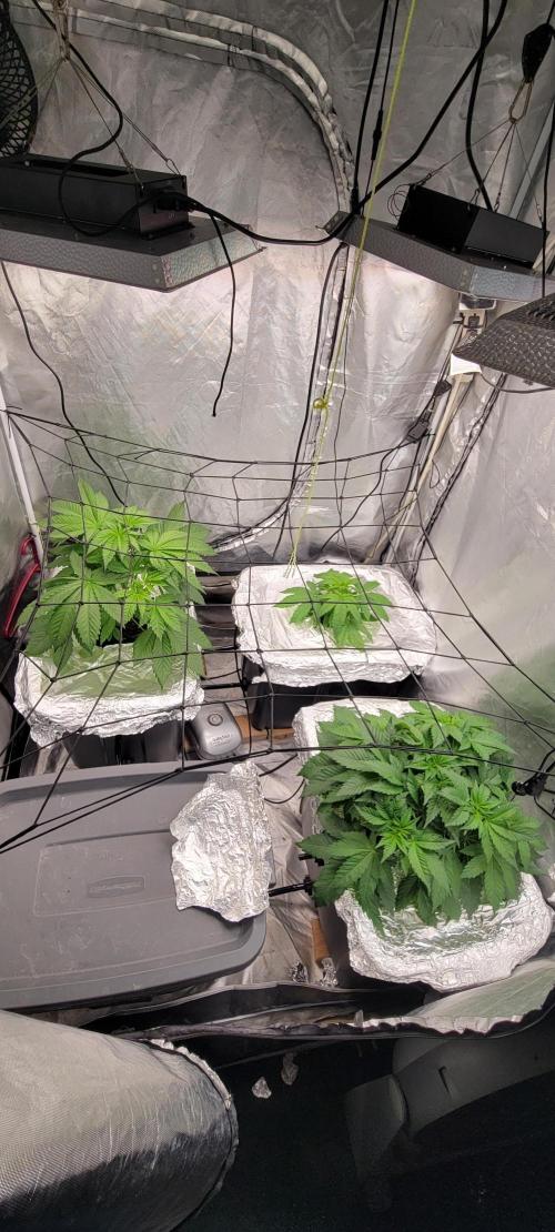Tent 3. Week 4