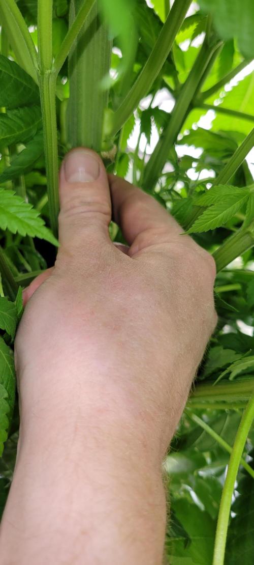 Critical and northern lights. Week 8