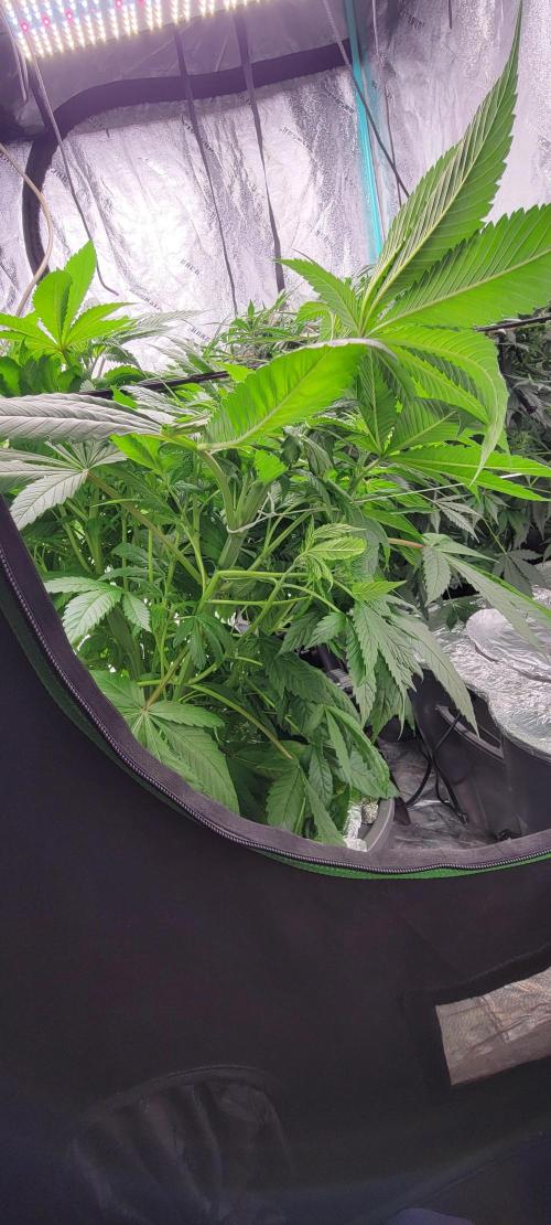 Critical and northern lights. Week 8
