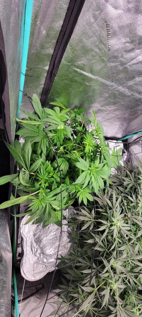 Critical and northern lights. Week 8