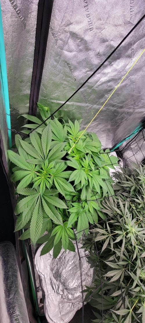 Critical and northern lights. Week 8