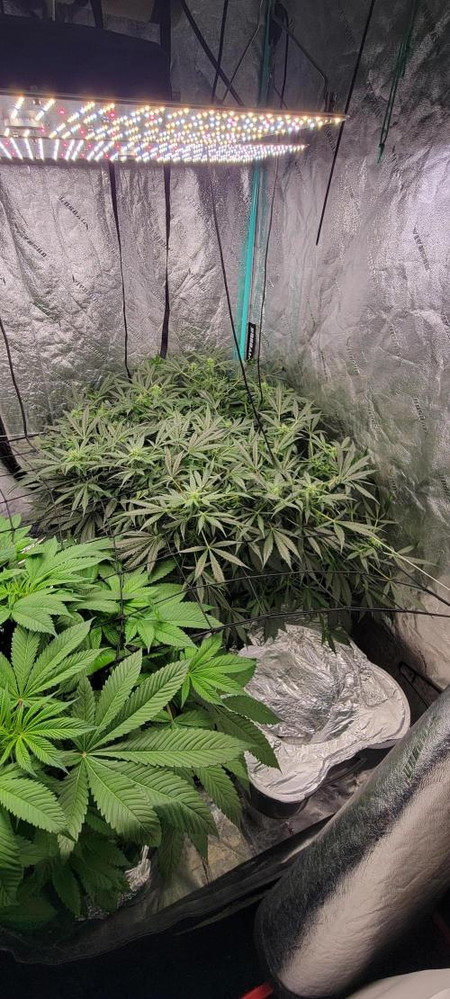 Critical and northern lights. Week 8