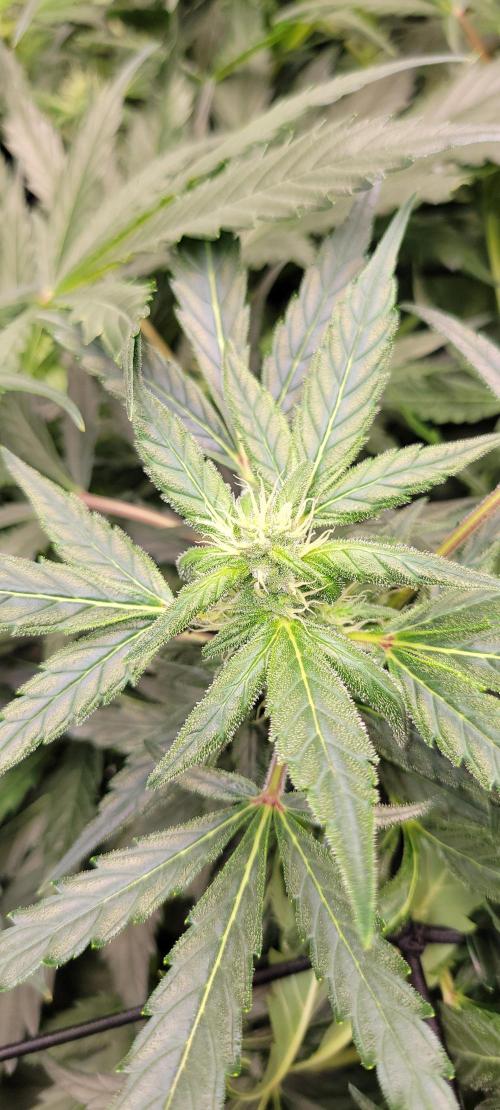 Critical and northern lights. Week 8