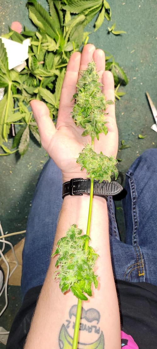 Bubblegum auto. Week 8 - I took this off the bottom 