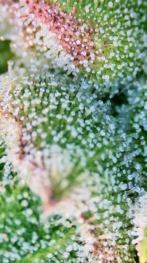 Bubblegum auto. Week 8