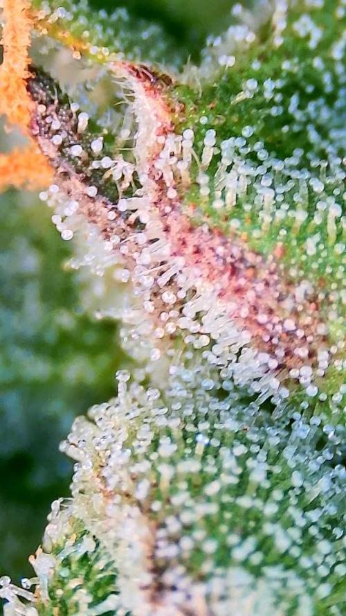 Bubblegum auto. Week 8