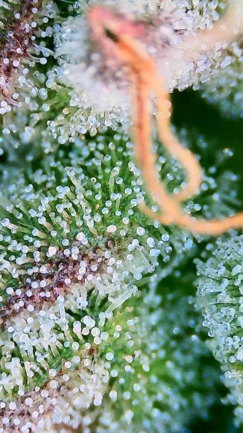 Bubblegum auto. Week 8