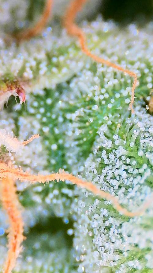 Bubblegum auto. Week 8