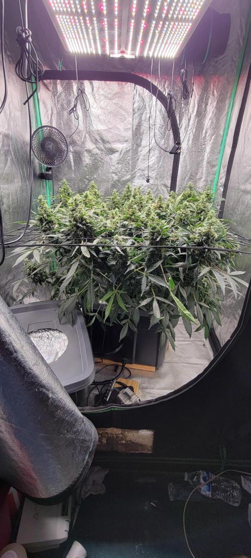 Bubblegum auto. Week 9