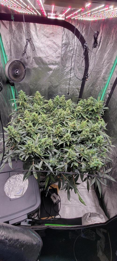 Bubblegum auto. Week 9