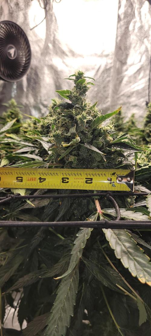 Bubblegum auto. Week 9