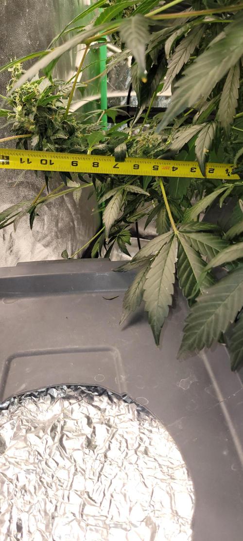 Bubblegum auto. Week 9