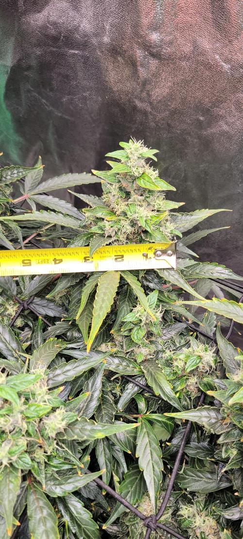 Bubblegum auto. Week 9