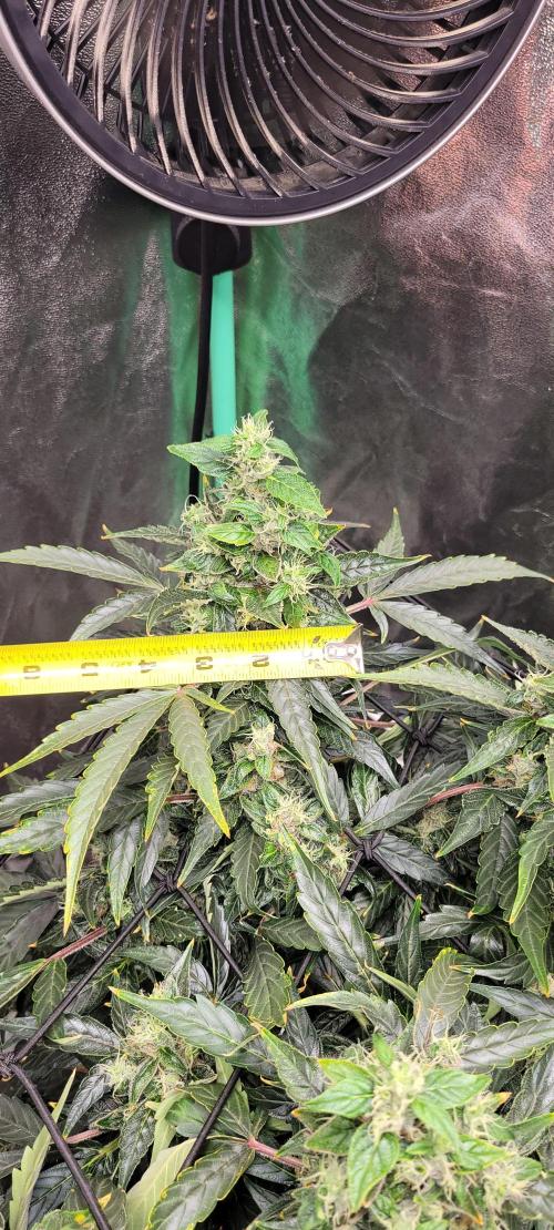 Bubblegum auto. Week 9