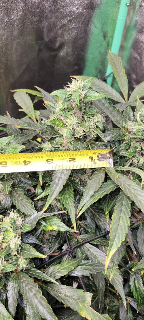 Bubblegum auto. Week 9