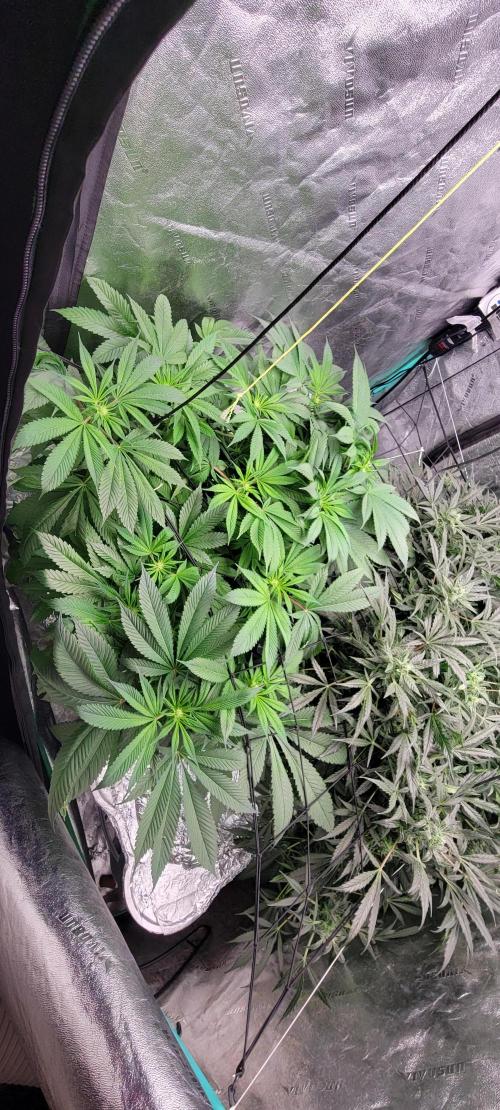 Critical and northern lights. Week 1
