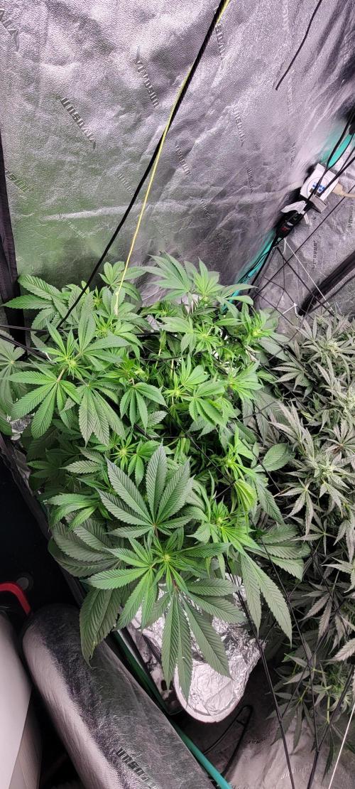Critical and northern lights. Week 1