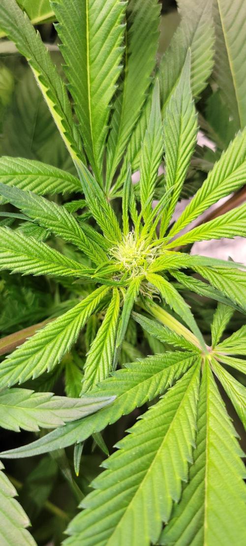 Critical and northern lights. Week 1