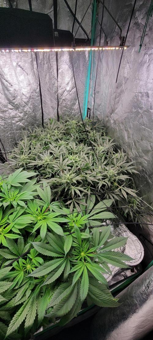 Critical and northern lights. Week 1