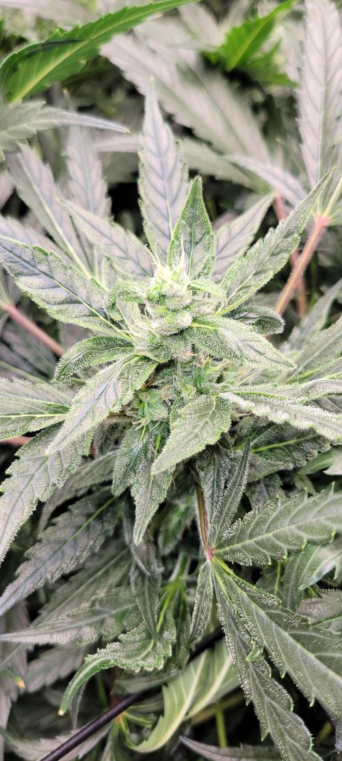 Critical and northern lights. Week 1