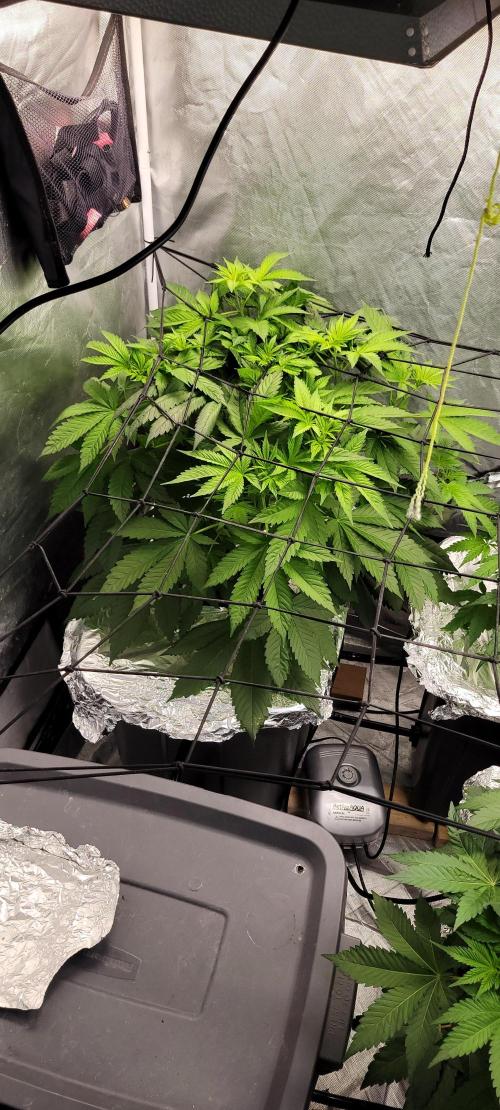 Tent 3. Week 5