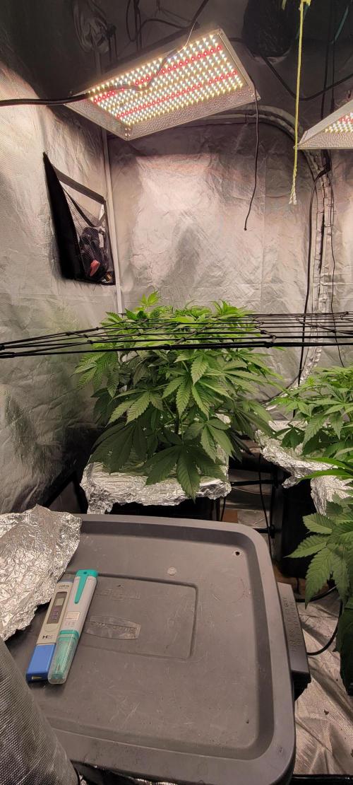 Tent 3. Week 5