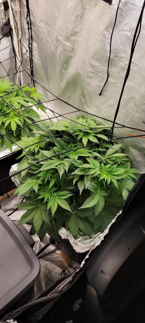 Tent 3. Week 5