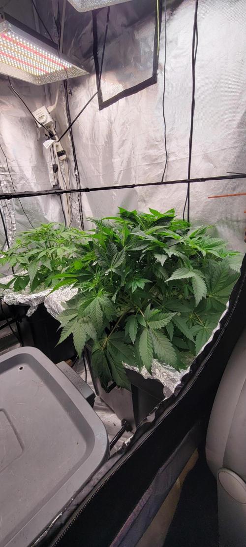 Tent 3. Week 5