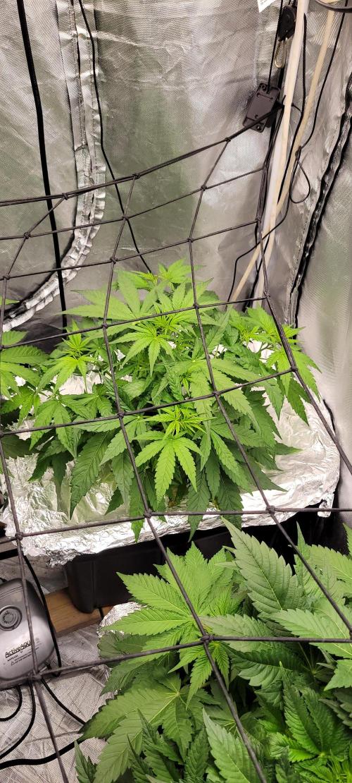 Tent 3. Week 5