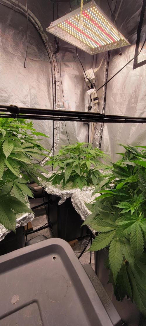 Tent 3. Week 5