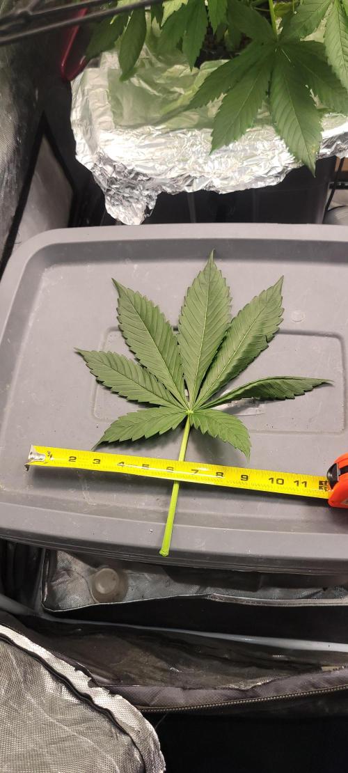Tent 3. Week 5