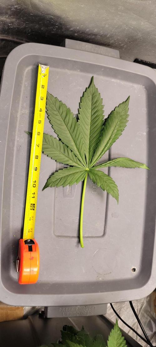 Tent 3. Week 5