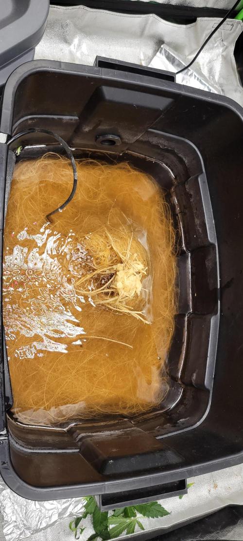 Bubblegum auto. Week 10 - The bucet is 24x16 and the roots was 8 inches thick 