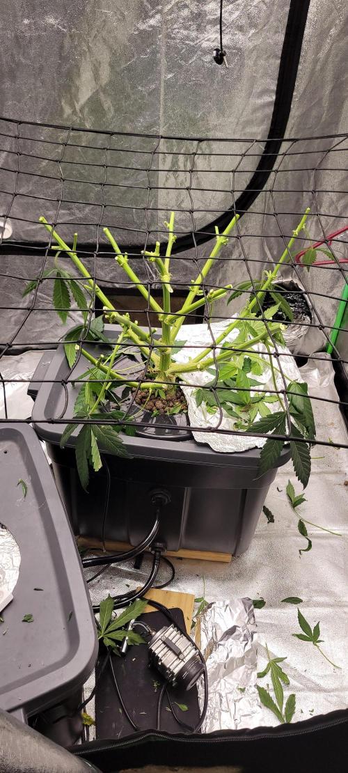 Bubblegum auto. Week 10