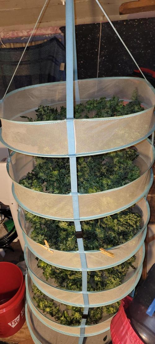 Bubblegum auto. Week 10