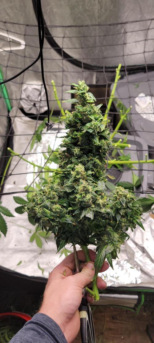 Bubblegum auto. Week 10