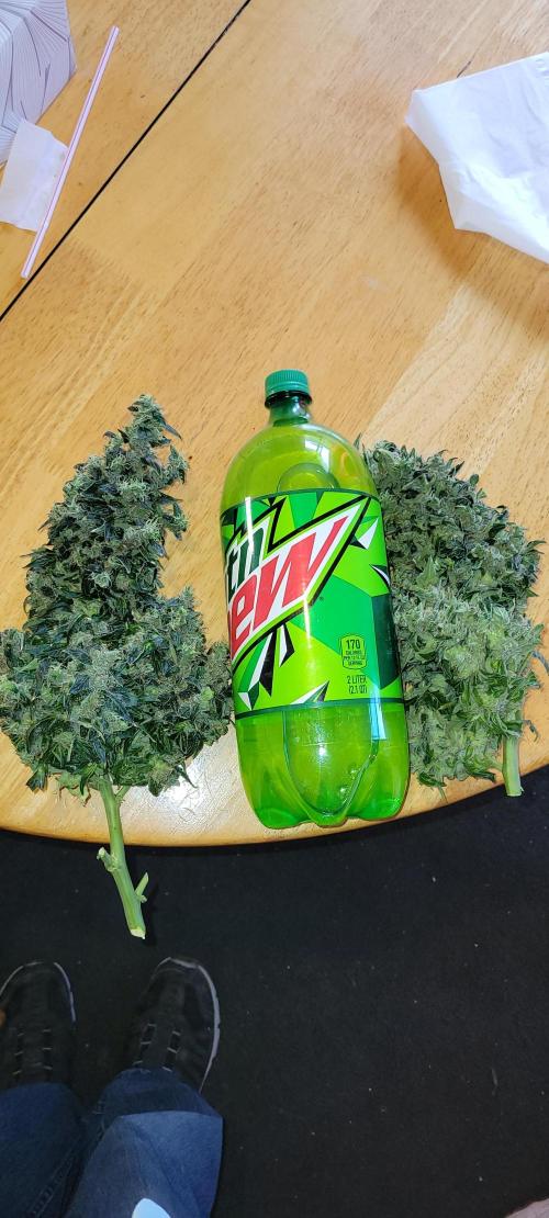 Bubblegum auto. Week 10