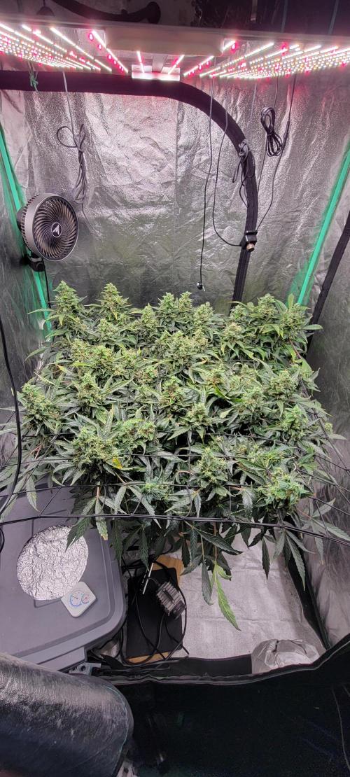 Bubblegum auto. Week 10