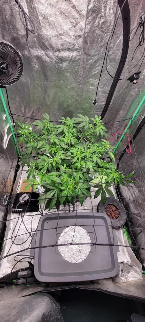 Bubblegum auto
