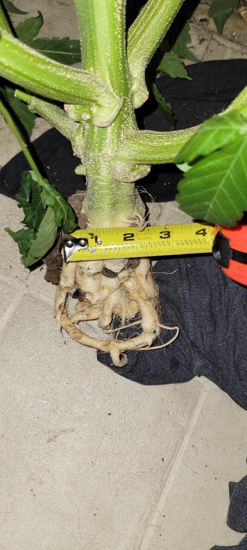 Bubblegum auto. Week 10 - Eveerything about this plant was big. From roots to buds it was massive